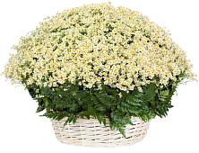 Цветочная композиция из Ромашки в корзине #REPLACE_PRED# Кузнечное
